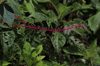 Phytolacca rivinoides, photographed by Aitor