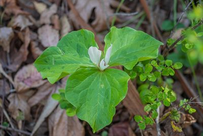 Trillium chloropetalum, photographed by Jeremiah Degenhardt