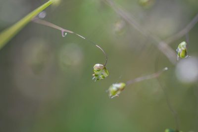 Briza minor, photographed by Jeremiah Degenhardt