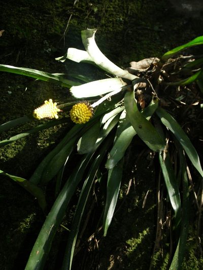 Aechmea calyculata, photographed by Carlos Henrique Russi