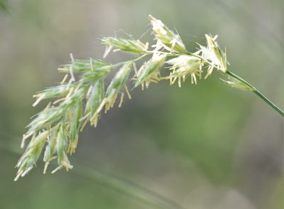 Leymus innovatus, photographed by Eric Lamb