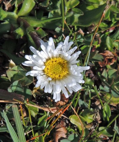 Symphyotrichum glabrifolium, photographed by Hugo Hulsberg