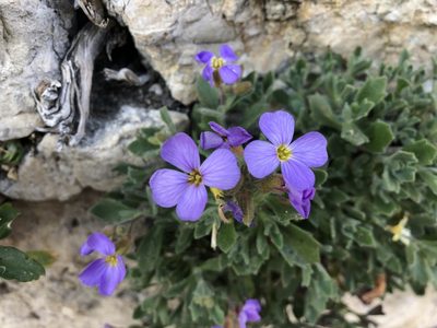 Aubrieta deltoidea, photographed by Jason Grant