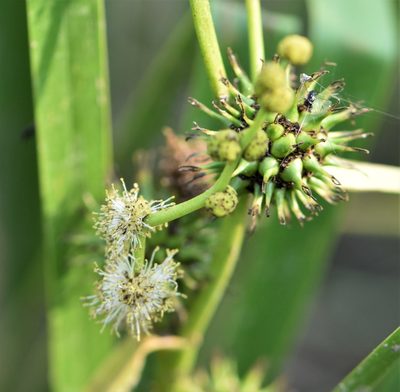 Sparganium eurycarpum, photographed by Eric Lamb