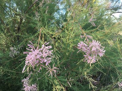 Tamarix chinensis, photographed by Cecelia Alexander