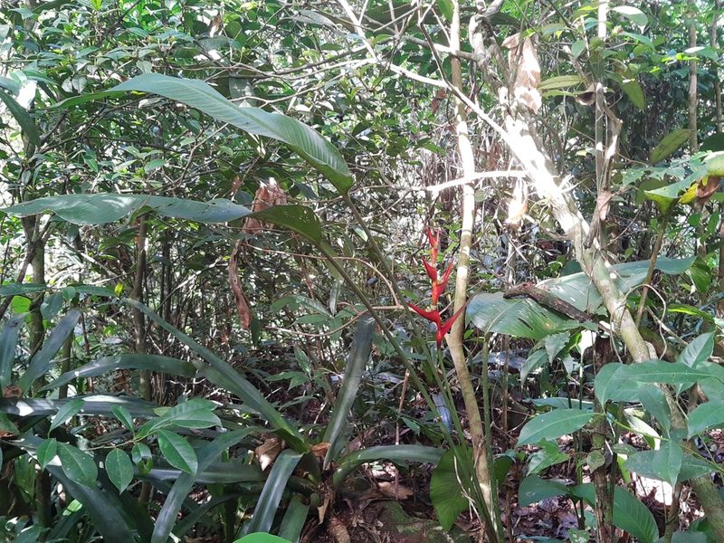 Heliconia farinosa, photographed by Diego Dos Anjos Souza