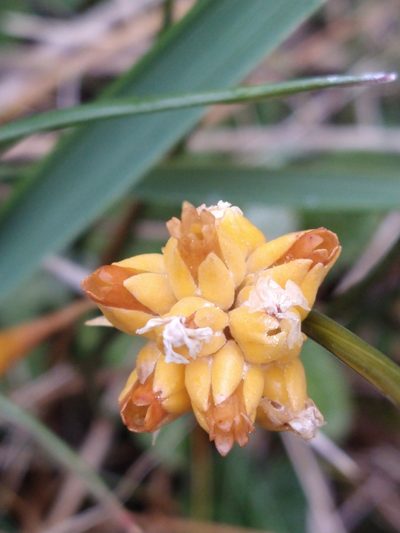 Primula magellanica, photographed by Pablo