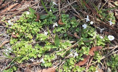 Houstonia procumbens, photographed by Larry Jensen