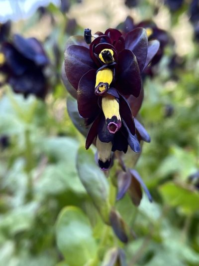 Cerinthe retorta, photographed by Bob Walker