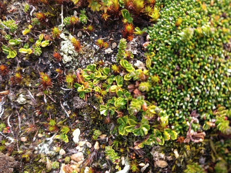 Viola tridentata, photographed by Pablo