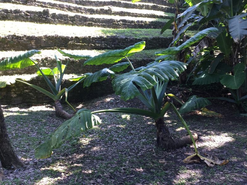 Xanthosoma robustum, photographed by Erick Vélez Sánchez