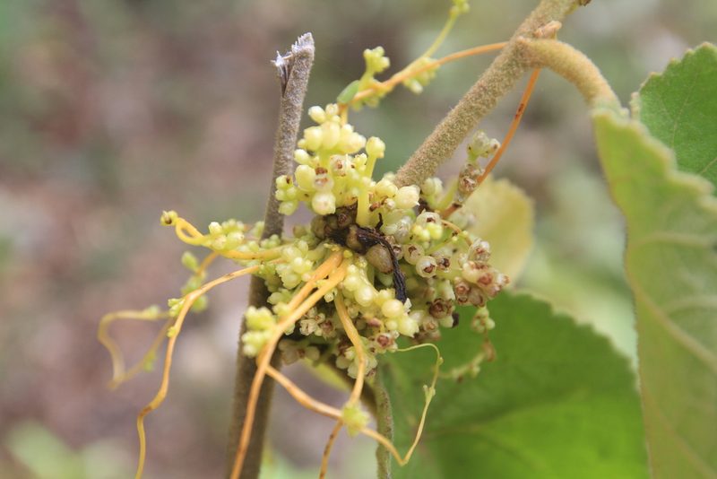 Cuscuta americana, photographed by Brian Oakes Haiti Hunter