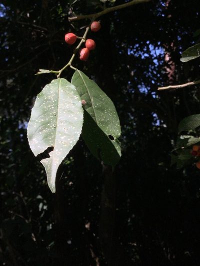 Casearia arguta, photographed by Erick Vélez Sánchez