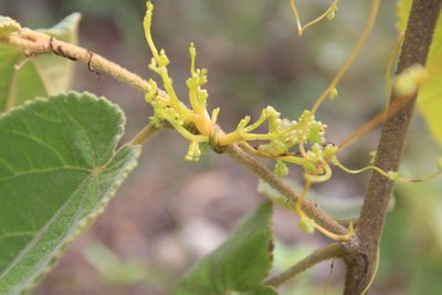 Cuscuta americana, photographed by Brian Oakes Haiti Hunter