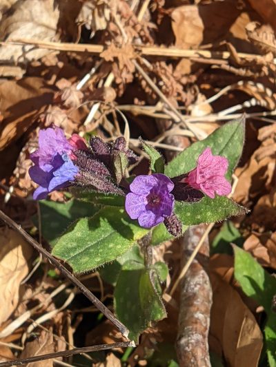 Pulmonaria affinis, photographed by Christian Oudot