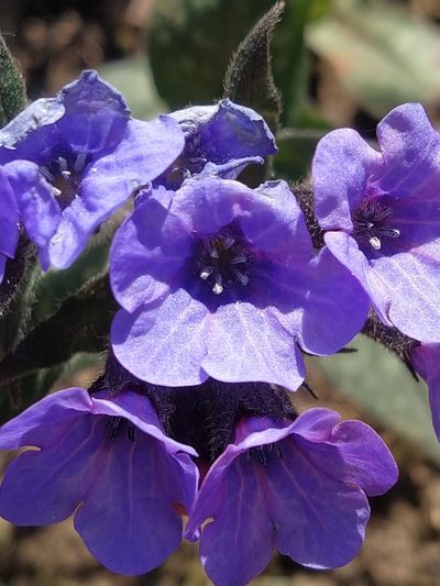 Pulmonaria affinis, photographed by Christian Oudot