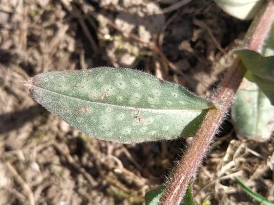 Pulmonaria affinis, photographed by Christian Oudot