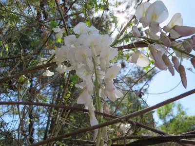 Wisteria sinensis, photographed by Nonbinary-Naturalist