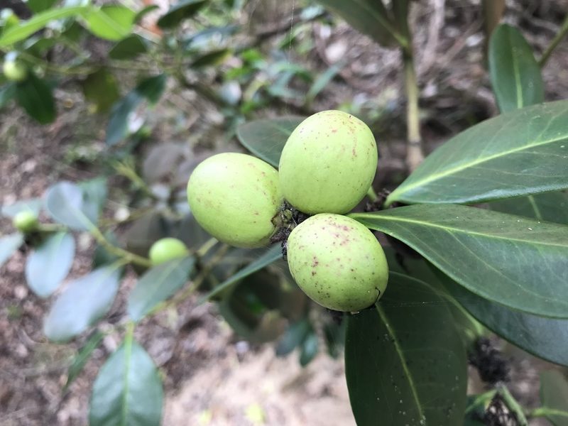 Acokanthera oppositifolia, photographed by Andrew Gillespie