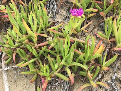 Carpobrotus deliciosus, photographed by Andrew Gillespie