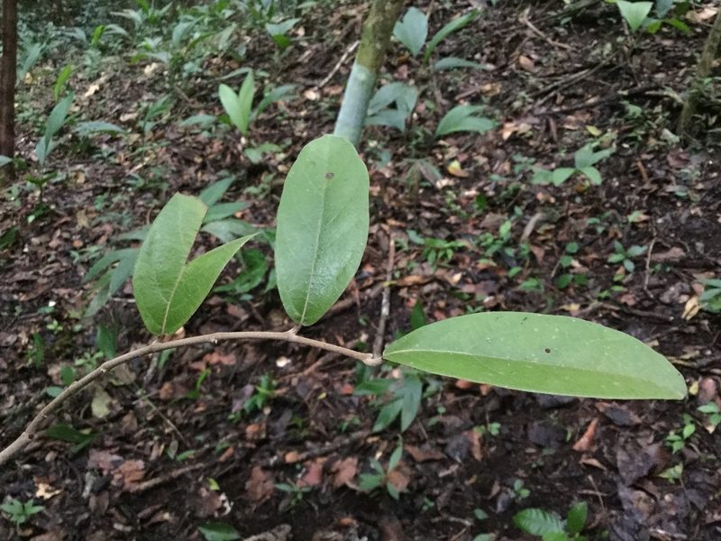 Aristolochia paracleta, photographed by Erick Vélez Sánchez