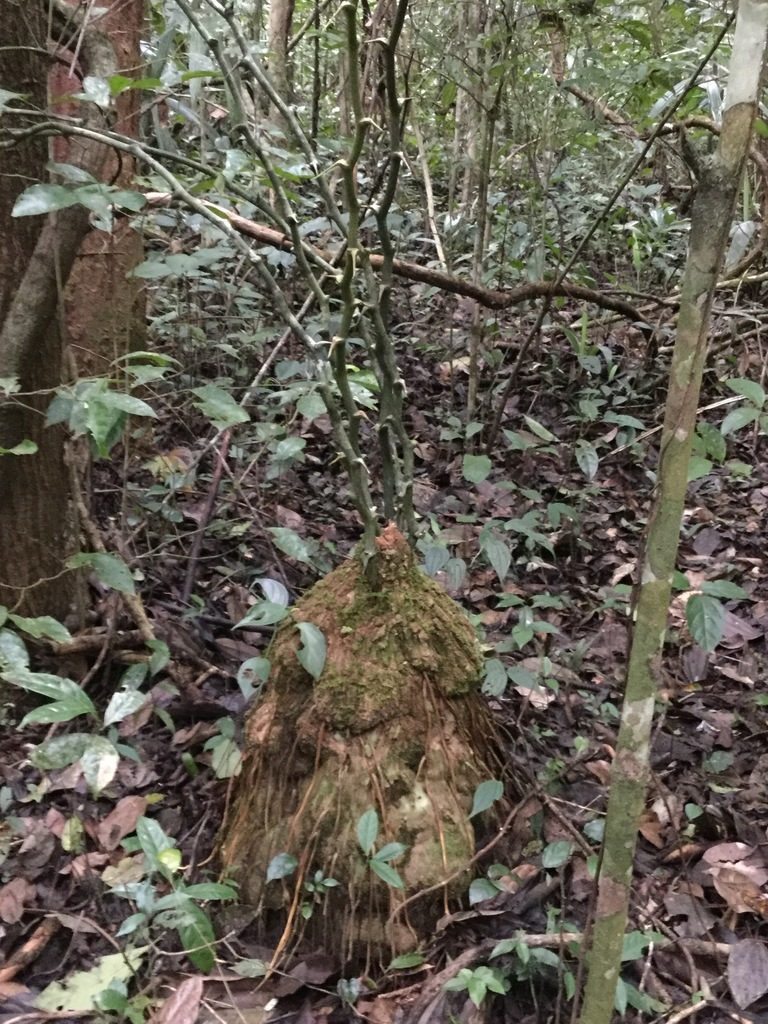Dioscorea bartlettii, photographed by Erick Vélez Sánchez