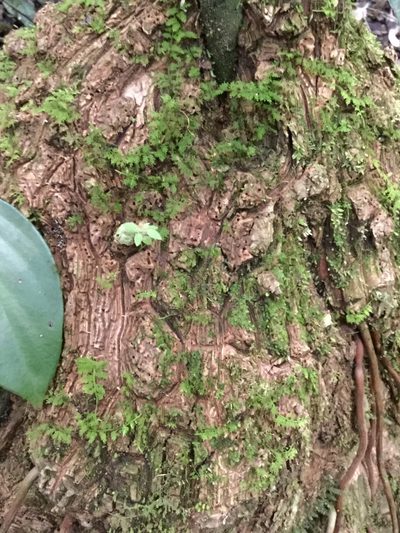Dioscorea bartlettii, photographed by Erick Vélez Sánchez