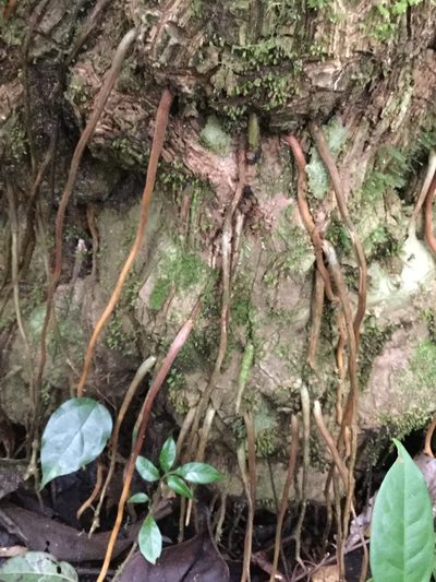 Dioscorea bartlettii, photographed by Erick Vélez Sánchez