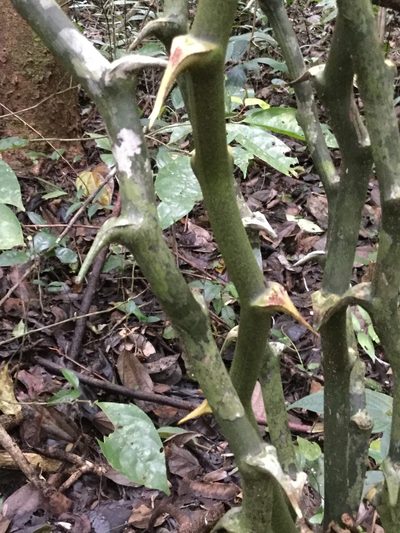 Dioscorea bartlettii, photographed by Erick Vélez Sánchez