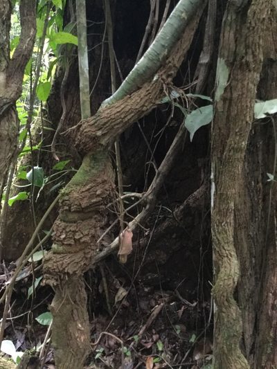 Aristolochia paracleta, photographed by Erick Vélez Sánchez