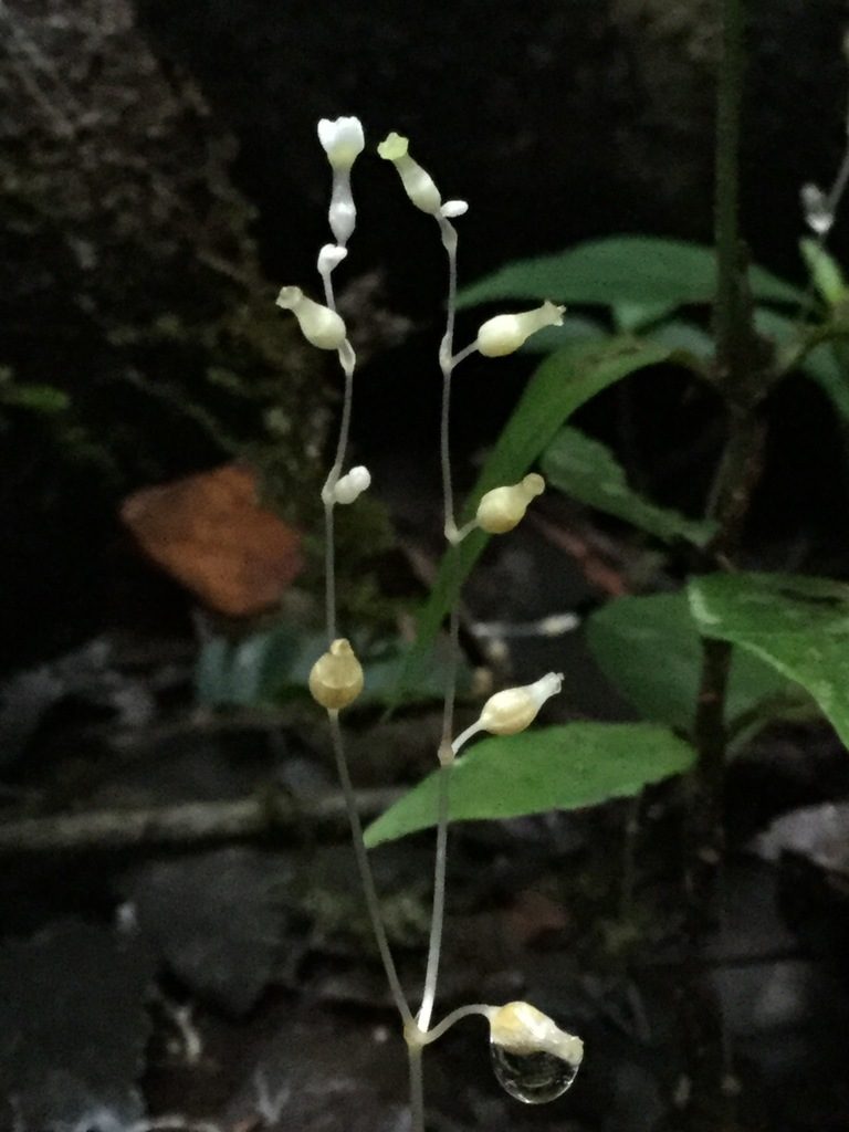 Dictyostega orobanchoides, photographed by Erick Vélez Sánchez