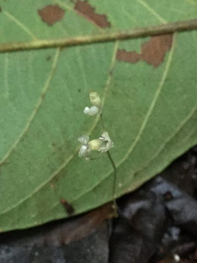 Dictyostega orobanchoides, photographed by Erick Vélez Sánchez