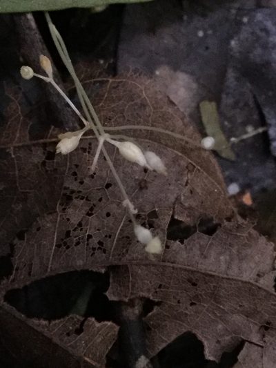 Dictyostega orobanchoides, photographed by Erick Vélez Sánchez