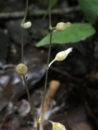 Dictyostega orobanchoides, photographed by Erick Vélez Sánchez
