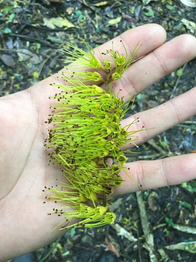 Combretum fruticosum, photographed by Erick Vélez Sánchez