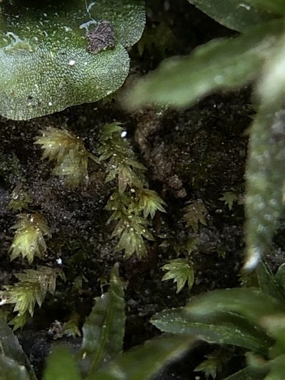 Fissidens celticus, photographed by Young Jun Lee