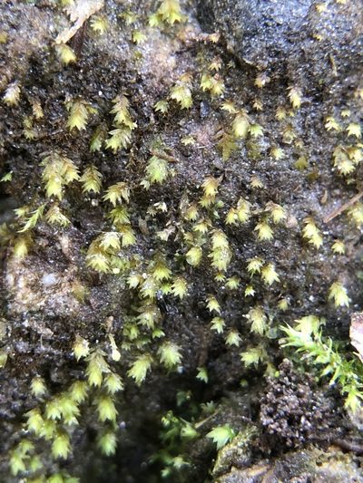 Fissidens celticus, photographed by Young Jun Lee