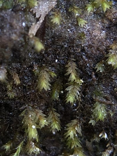 Fissidens celticus, photographed by Young Jun Lee