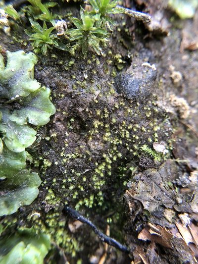 Fissidens celticus, photographed by Young Jun Lee