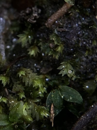 Fissidens celticus, photographed by Young Jun Lee