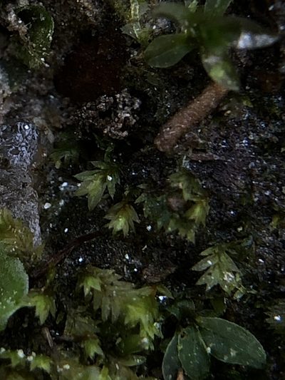Fissidens celticus, photographed by Young Jun Lee