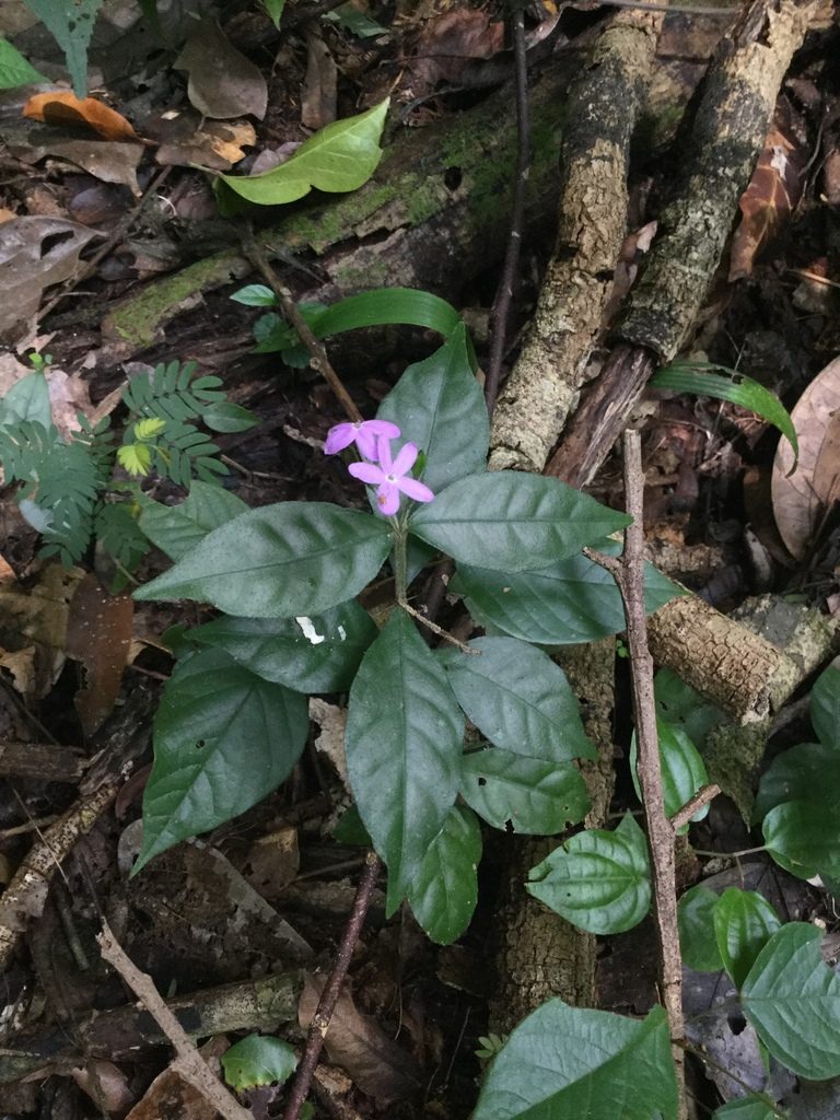 Pseuderanthemum verapazense, photographed by Erick Vélez Sánchez
