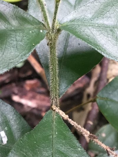 Pseuderanthemum verapazense, photographed by Erick Vélez Sánchez
