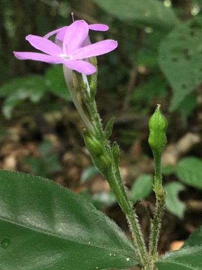 Pseuderanthemum verapazense, photographed by Erick Vélez Sánchez