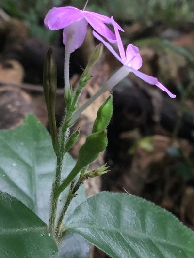 Pseuderanthemum verapazense, photographed by Erick Vélez Sánchez