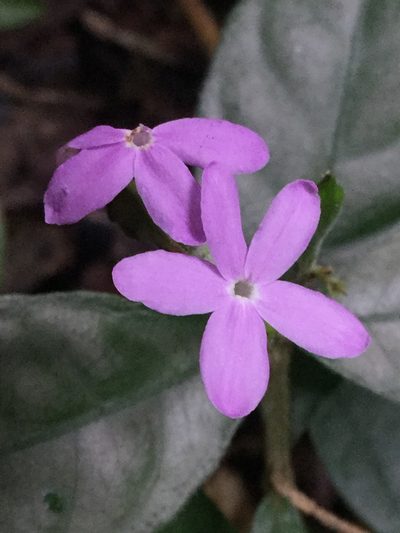 Pseuderanthemum verapazense, photographed by Erick Vélez Sánchez