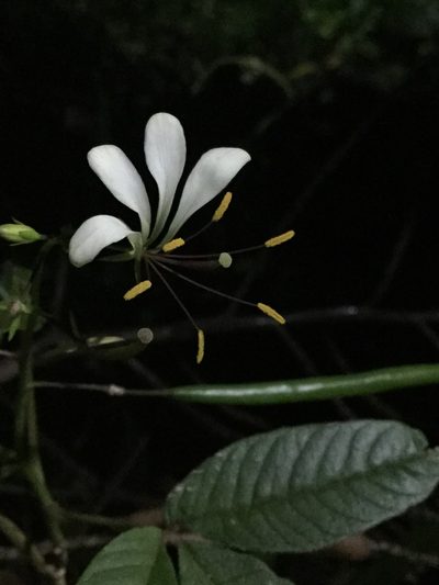 Cleome serrata, photographed by Erick Vélez Sánchez