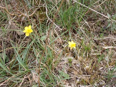 Narcissus assoanus, photographed by David Delon