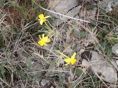 Narcissus assoanus, photographed by David Delon