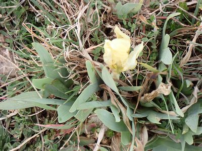 Iris lutescens, photographed by David Delon